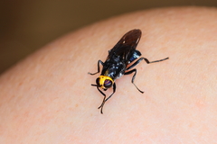 Cyphomyia wiedemanni