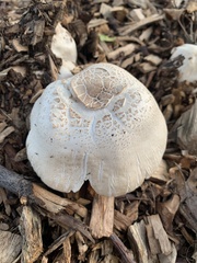 Fungi