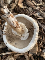 Fungi