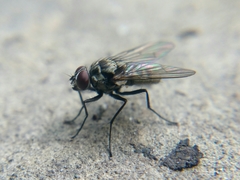 Limnophora