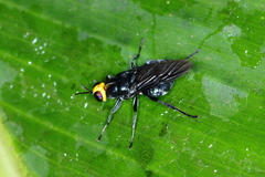 Cyphomyia wiedemanni