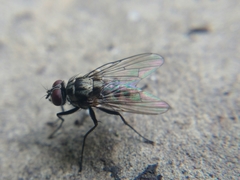 Limnophora