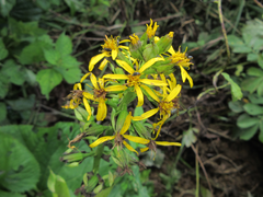 Ligularia fischeri