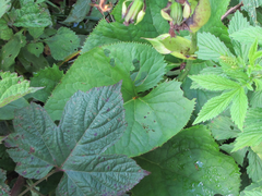 Ligularia fischeri