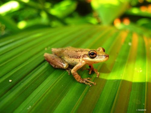 Stauffer's Tree Frog