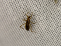Oncerotrachelus