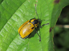 Cryptocephalus peliopterus