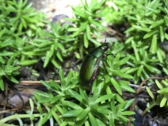 Anomala albopilosa albopilosa