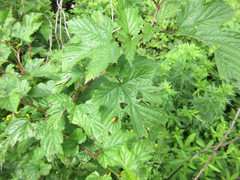 Rubus crataegifolius