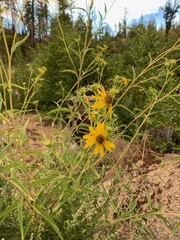 Helianthus californicus