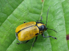 Cryptocephalus peliopterus