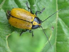 Cryptocephalus peliopterus