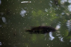 Mayaheros urophthalmus