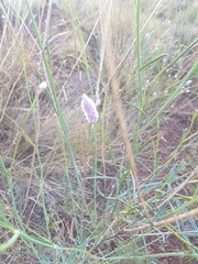 Ptilotus calostachyus