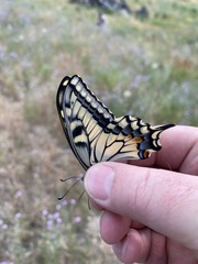 Papilio machaon oregonius