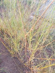 Ptilotus calostachyus