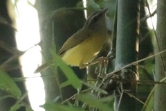 Abroscopus superciliaris