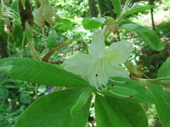 Rhododendron alabamense