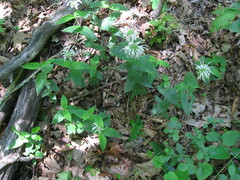 Monarda bradburiana