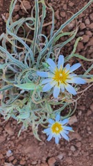 Tragopogon collinus