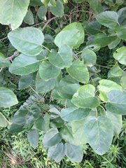 Populus heterophylla
