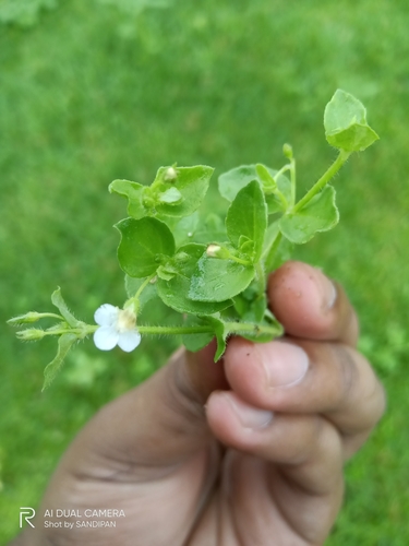 Image of Yamazakia pusilla by (c) Sandipan Das, some rights reserved (CC BY)