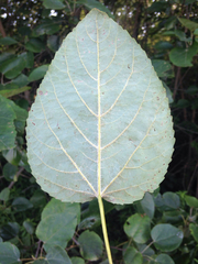 Populus heterophylla