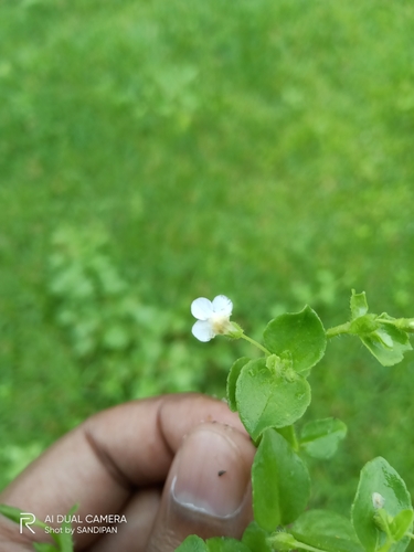 Image of Yamazakia pusilla by (c) Sandipan Das, some rights reserved (CC BY)