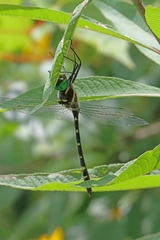 Macromia pacifica × taeniolata
