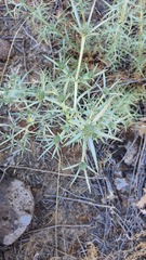 Eryngium glomeratum