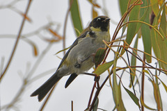 Melithreptus affinis