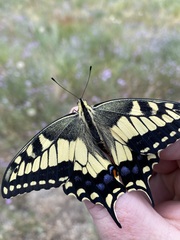 Papilio machaon oregonius