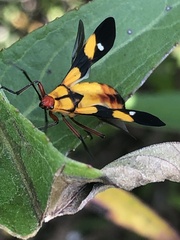 Oncopeltus spectabilis