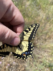 Papilio machaon oregonius