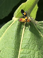 Oncopeltus spectabilis