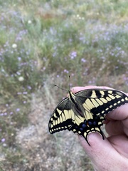 Papilio machaon oregonius