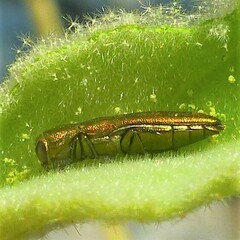 Agrilus lacustris