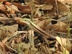 Ameiva ameiva