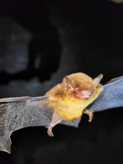 Myotis ruber