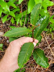 Asclepias variegata