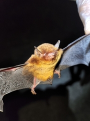 Myotis ruber