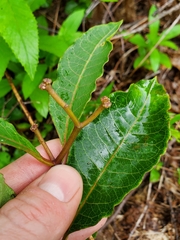 Asclepias variegata