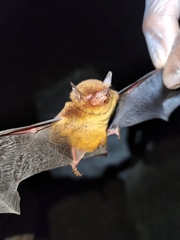 Myotis ruber