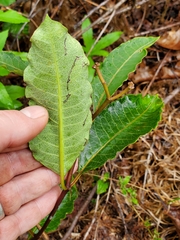 Asclepias variegata