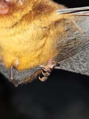 Myotis ruber