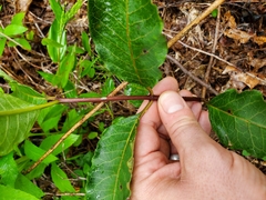 Asclepias variegata