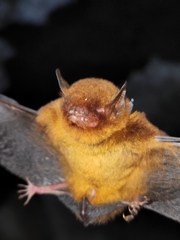 Myotis ruber
