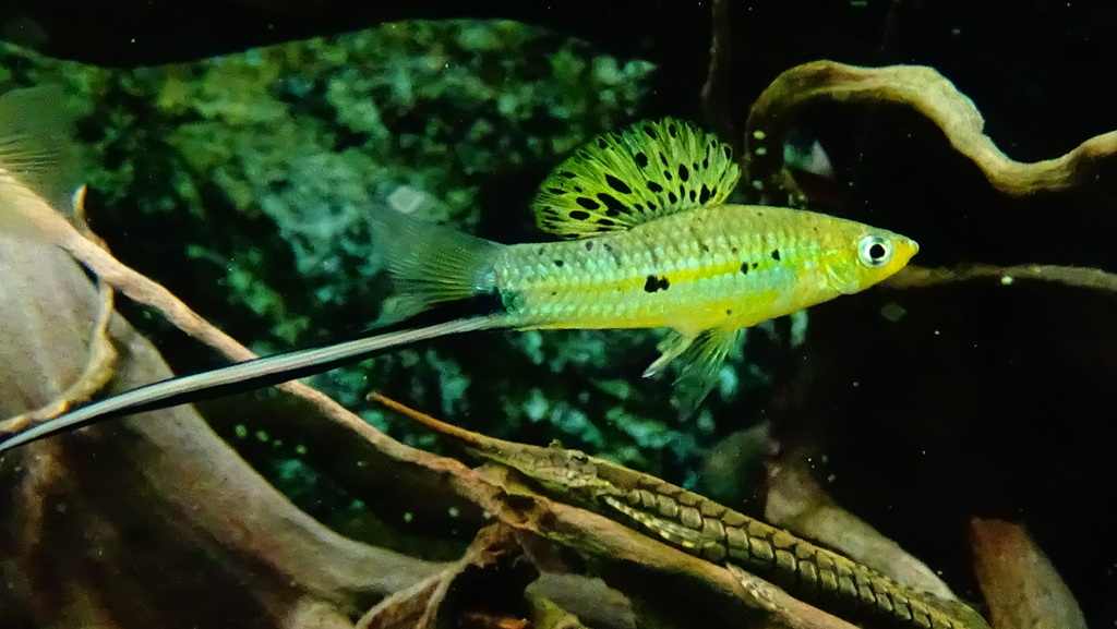 Sheepshead Swordtail