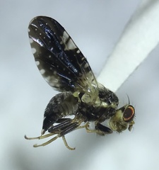Jamesomyia geminata