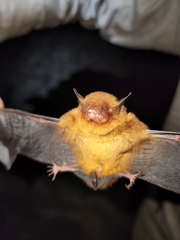 Myotis ruber